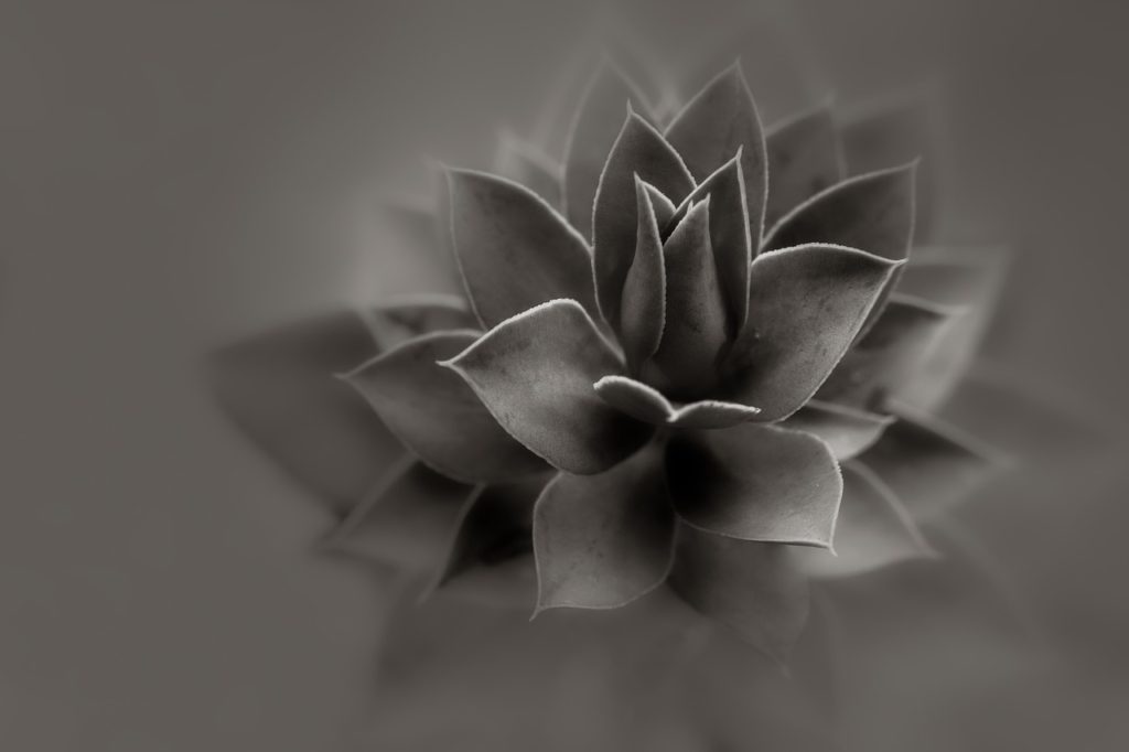 aloe, plant, black and white